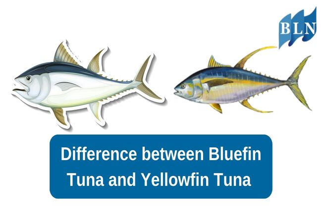 Difference between Bluefin Tuna and Yellowfin Tuna